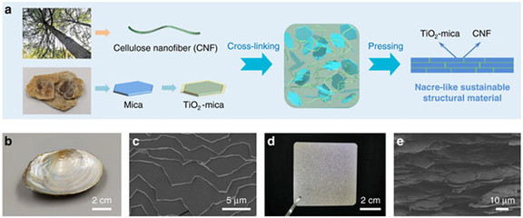 中國科學家研發仿生新材料，高性能纖維與復合材料助力塑料替代